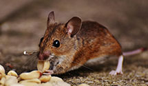 24 Hour & Emergency Exterminators in Lodge Corner, AR